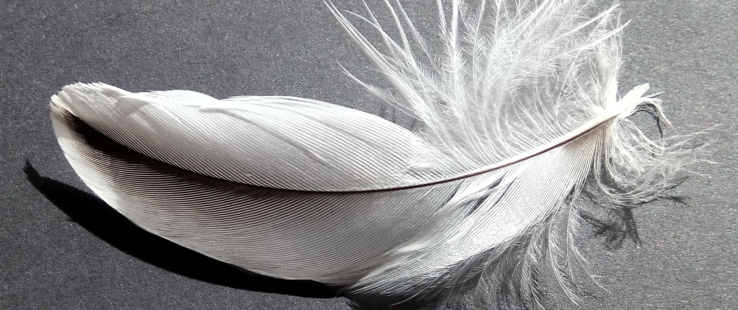 feather-2620157_1920