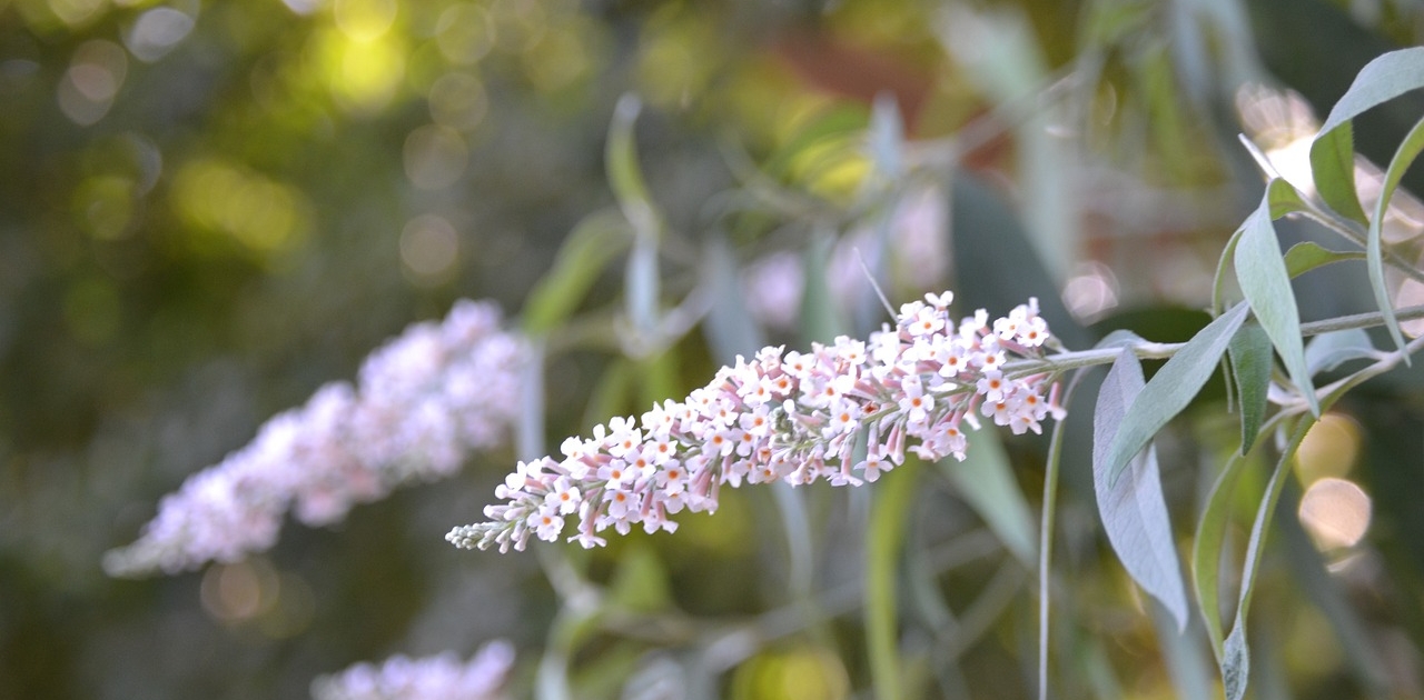 flowers-4883050_1280